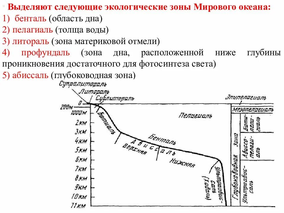 Зональность водной среды. Зоны бентали и пелагиали мирового океана. Экологические зоны воды. Литоральная зона. Экологические зоны озер.