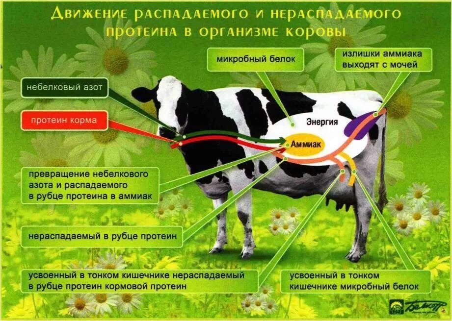 Сколько давать корове сена. Рацион коровы. Кормовые добавки для дойных коров. Высокопродуктивных молочных коров. Рацион для высокопродуктивных коров.