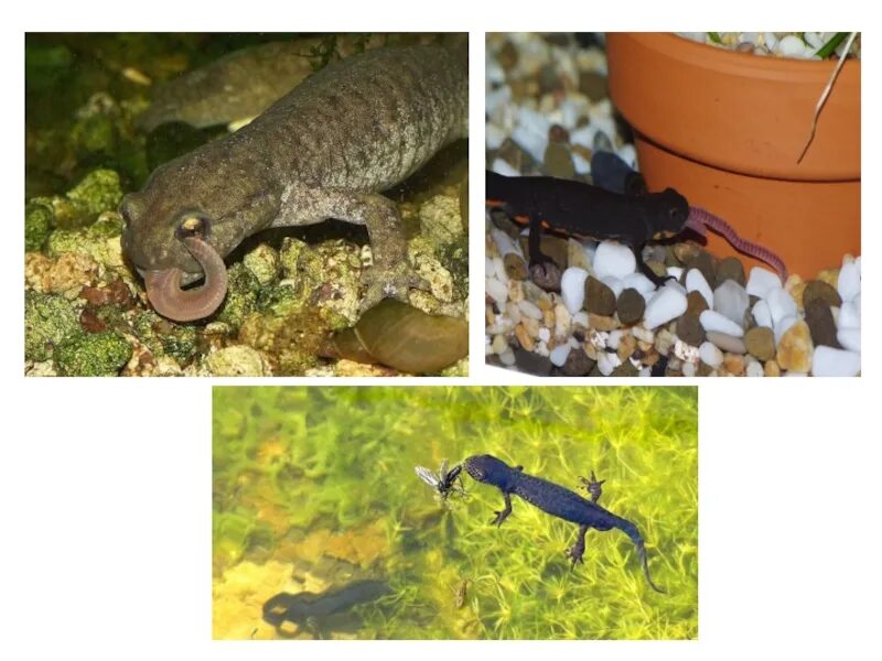Террариум для тритона обыкновенного. Тритон испанский иглистый белый. Гребенчатый тритон в аквариуме. Тритон иглистый аквариумный. Гребенчатый тритон.