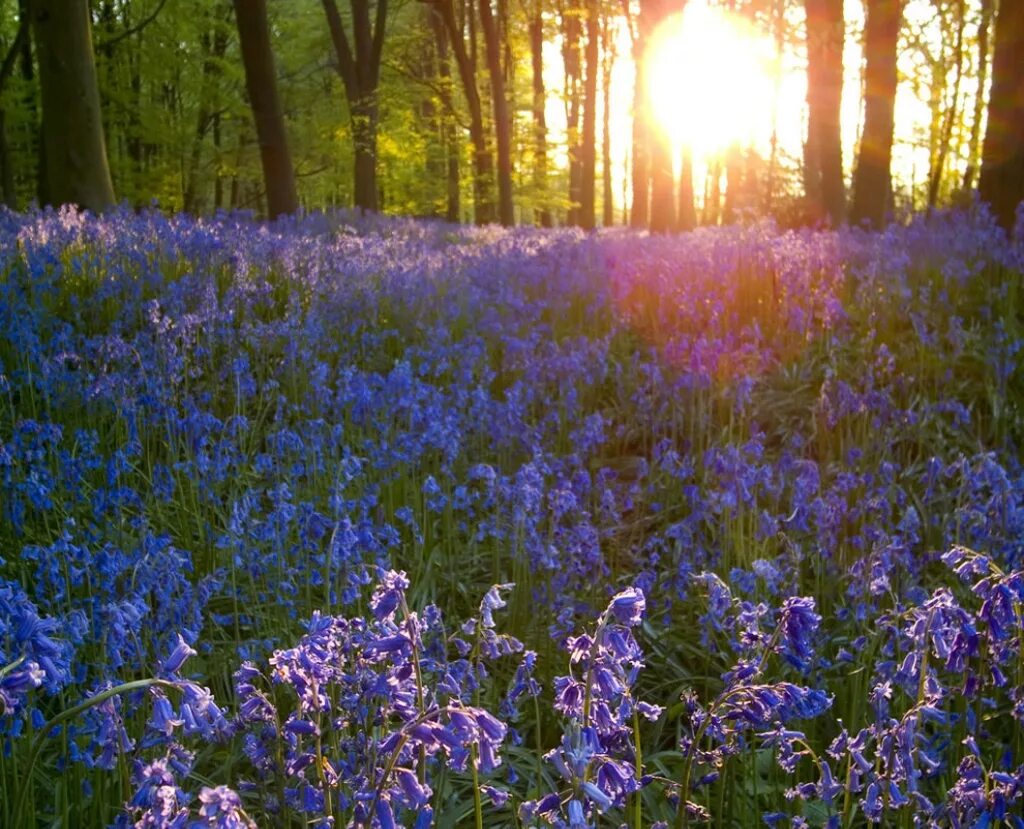 Лесные цветы. Поляна с голубыми цветами. Голубые цветы в лесу. Сиреневые цветы в лесу. На опушке ночью лесной колокольчик