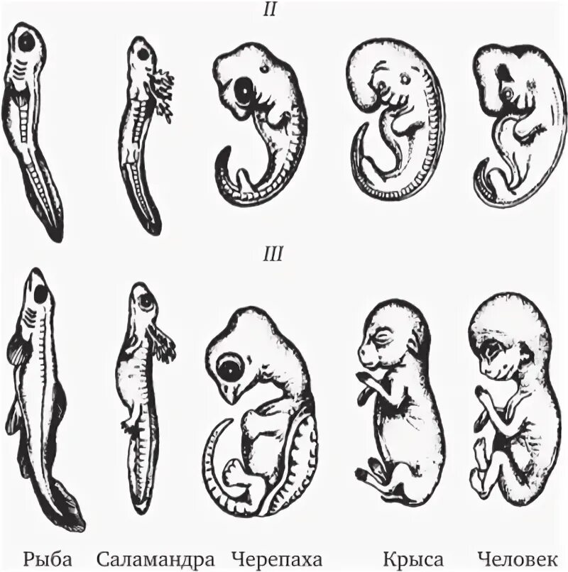 Онтогенез повторяет филогенез на примере позвоночных