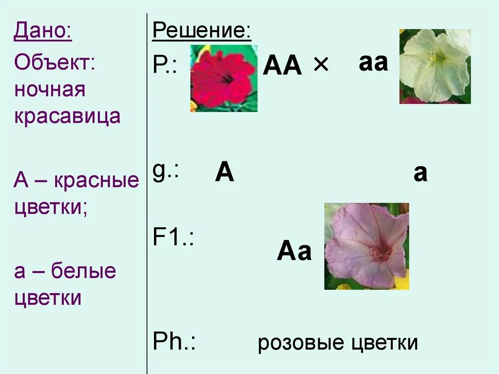 Какой процент ночной красавицы с розовыми цветками. Розовая окраска ночной красавицы. Розовая ночная красавица генетические задачи. Окраска цветков. У ночной красавицы красная окраска цветка.