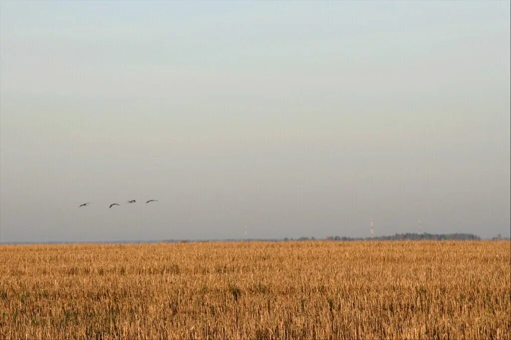 Журавли летят над полем. Журавли над полем. Журавли на пшеничном поле. Стая журавлей над полем. Журавли и поле с колосьями.