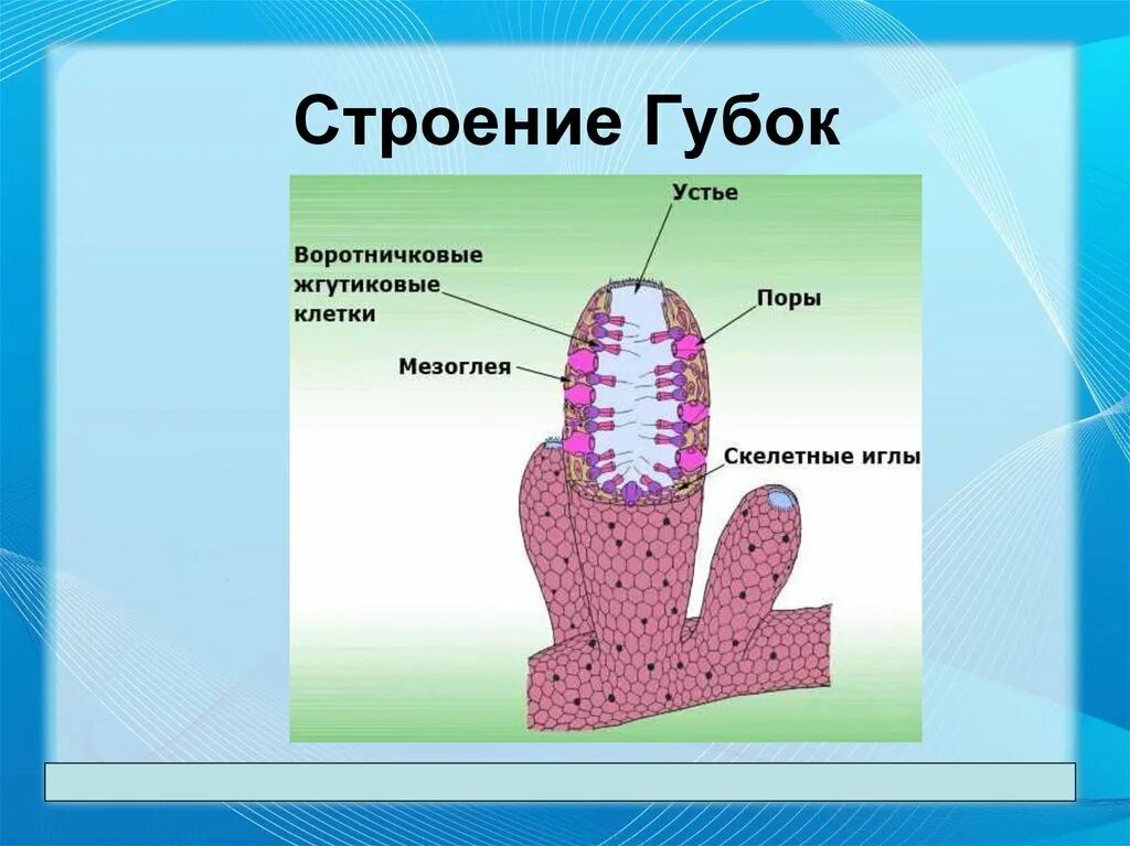 Типы строения губок. Строение губки. тип губки строение. внешнее строение губок. схема строения губки.
