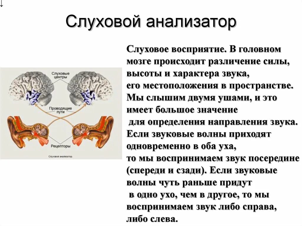 Схема слухового анализатора рецепторы. Слуховой анализатор рецепторы 8 класс. Краткое строение слухового анализатора. Слуховой анализатор физиология схема. Какое значение для человека имеет слуховой анализатор