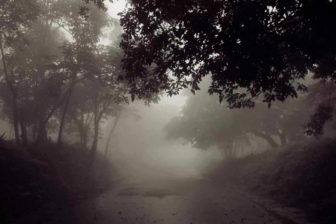 Темнота естественная. Мрачный пейзаж. Туманный пейзаж. Мрачный лес. Туманный лес.