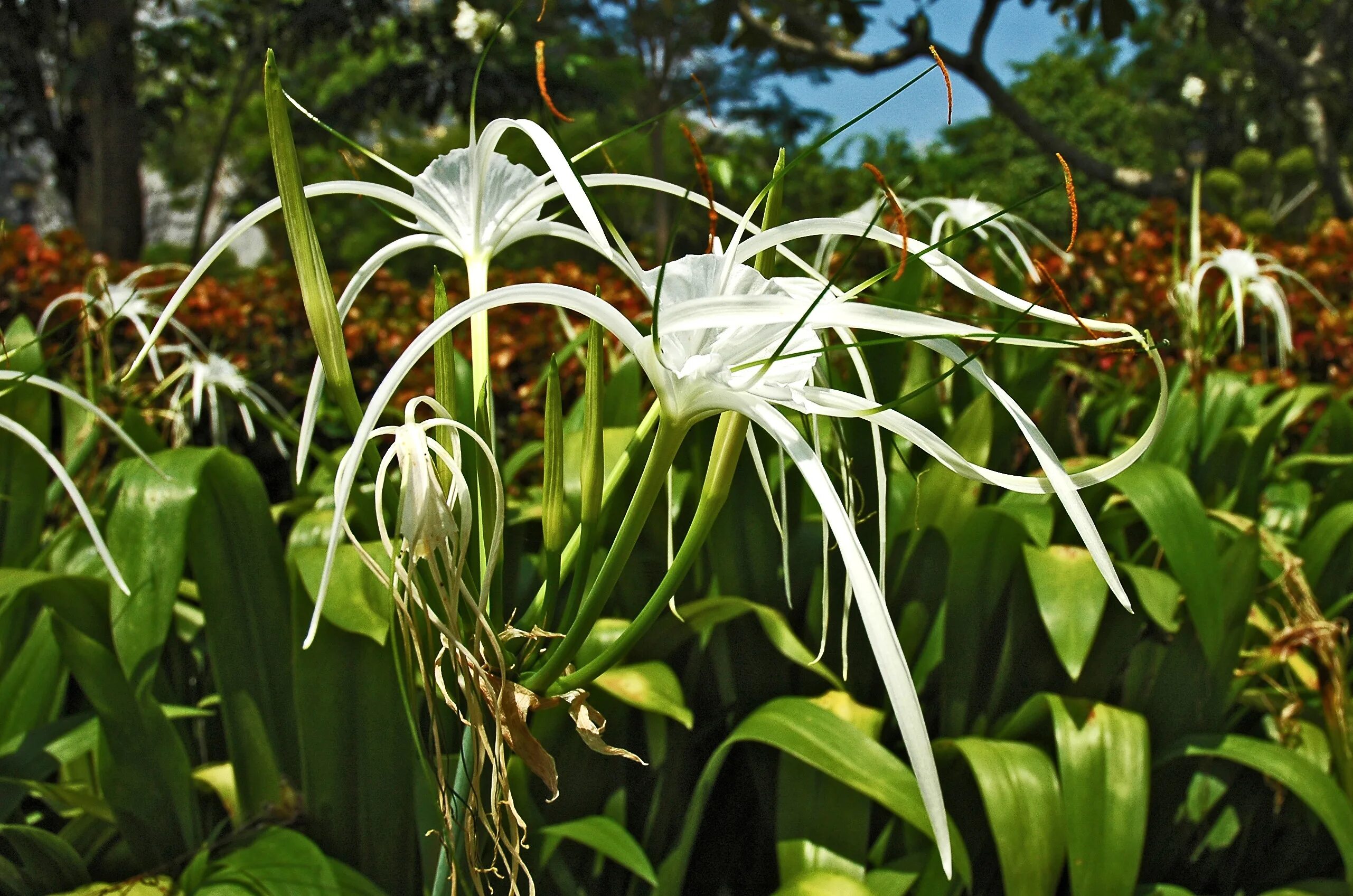 Низкое растение с белыми цветами. Лилия кринум. Гименокаллис кринум. Кринум таиландский (Crinum thaianum). Гименокаллис Прибрежный.