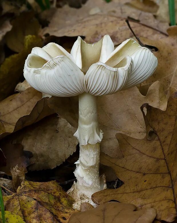Бледная поганка. Бледная поганка гриб. Аmanita phalloides – бледная поганка. Amanita phalloides гриб.