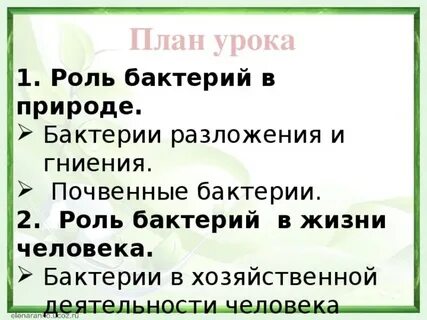 Роль бактерий разложения и гниения
