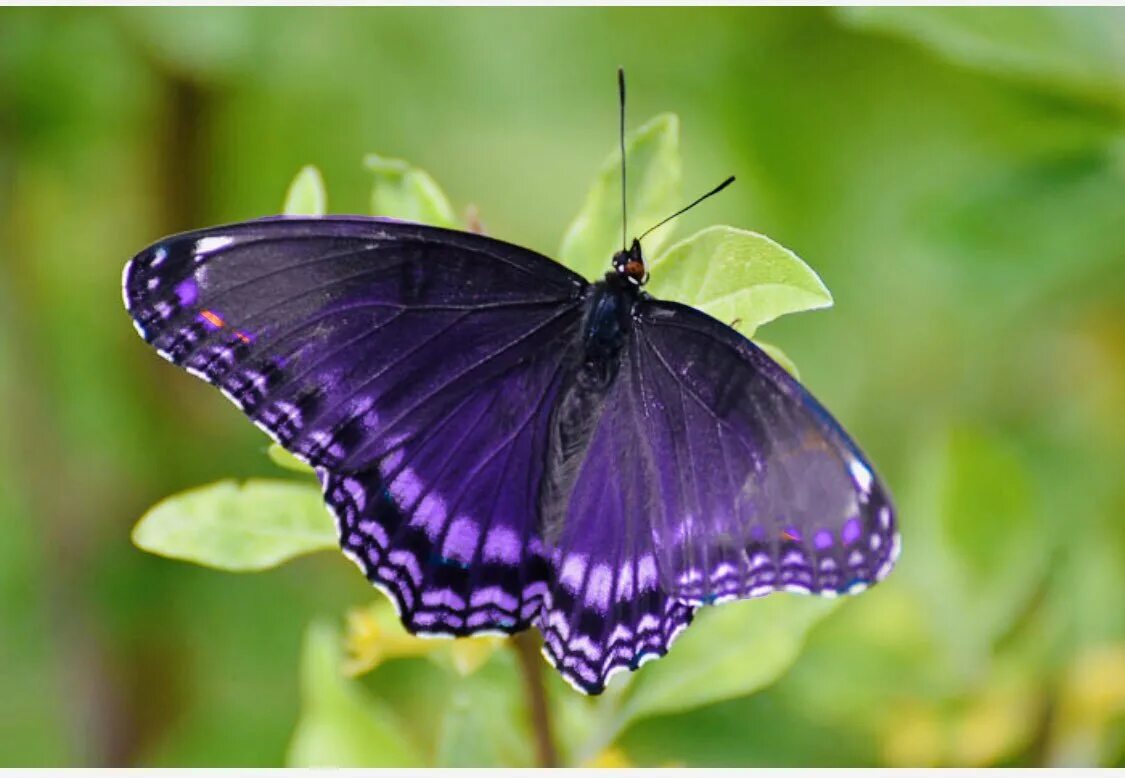 Фиолетовые бабочки картинки. Червонец фиолетовый бабочка. Красно-пятнистый фиолетовый Адмирал бабочка. Данаида Монарх бабочка фиолетовый. Крылья бабочки фиолетовые.