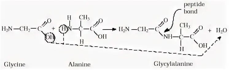 Дипептид глицин аланин. Alanine Glycine Alanine Peptide. Глицин глицин аланин-пептид. Глицин и аланин реакция.