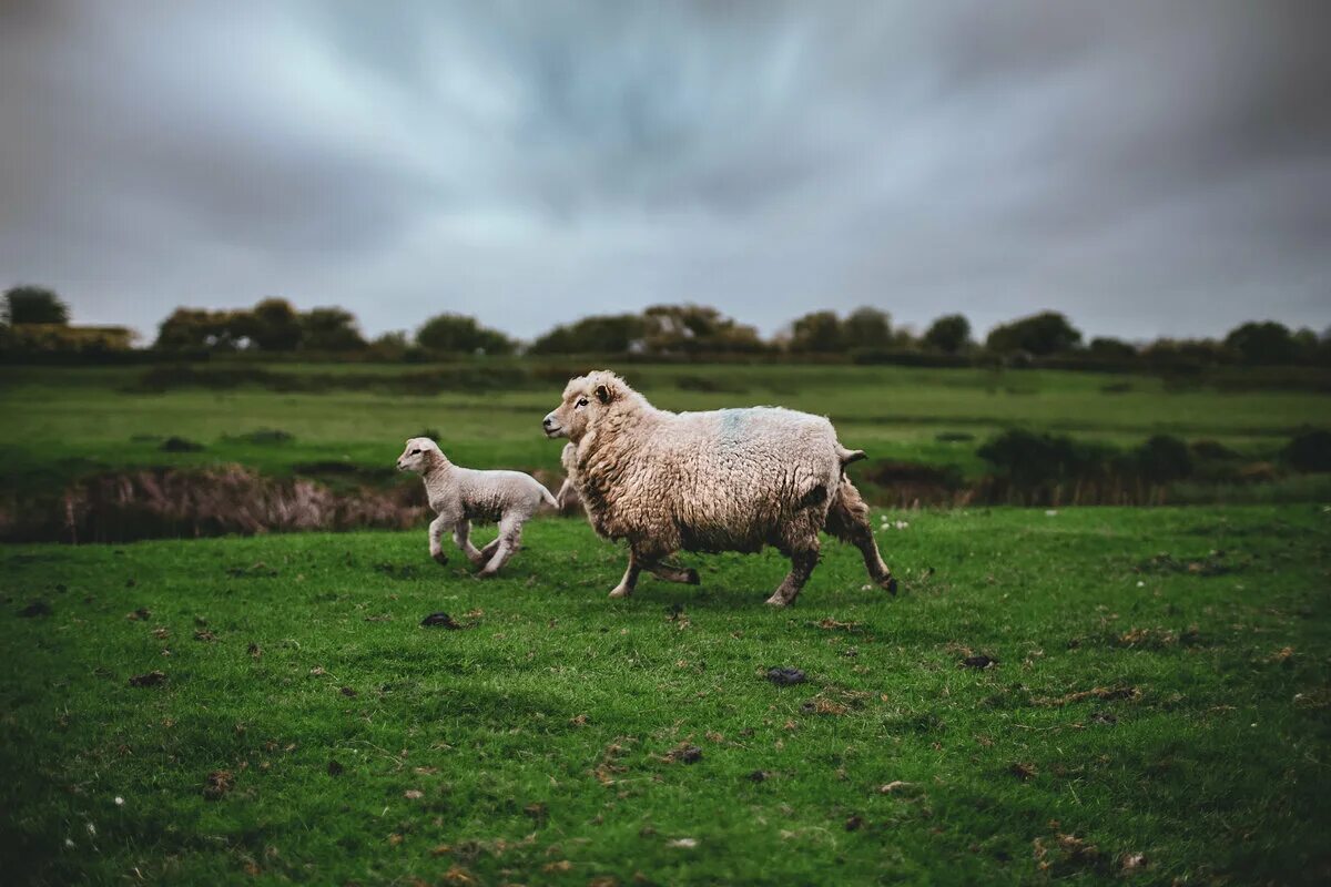 Could and sheep