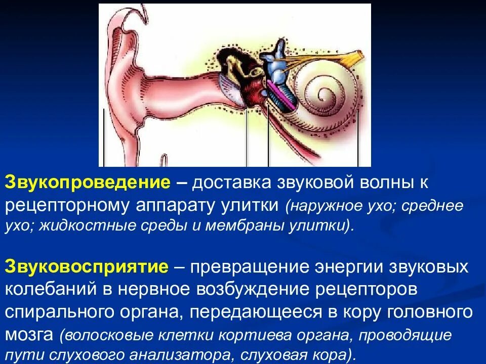 Колебания воздуха в ухе
