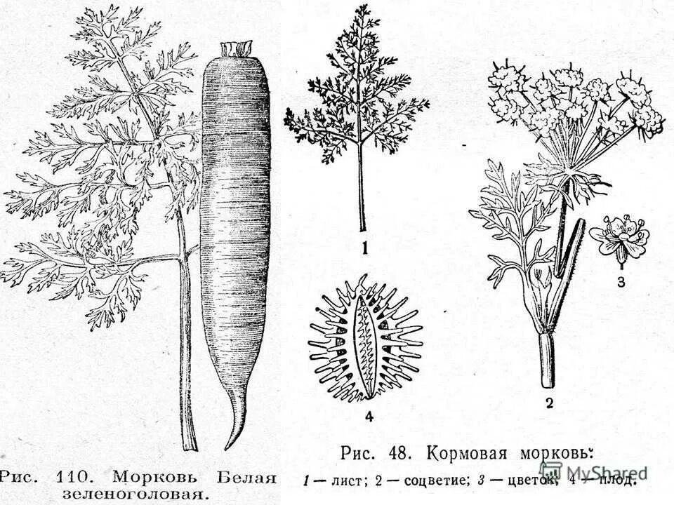 Соцветие дикой моркови. Морковь Дикая строение. Строение плода моркови. Схема соцветия моркови дикой.