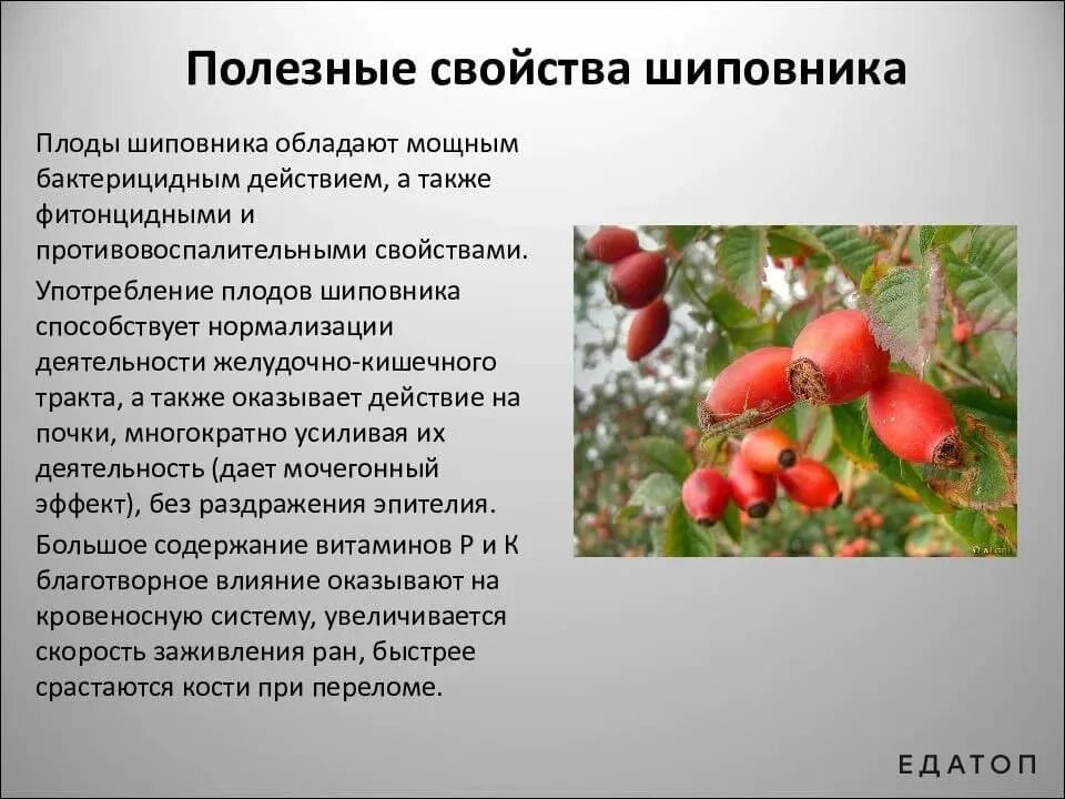 Чем полезен шиповник. Шиповник полезные свойства. Для чего полезен шипов. Шиповник для чего полезен.