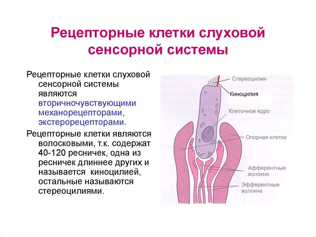 Рецепторы слуховой сенсорной системы являются. Рецепторный отдел вестибулярной сенсорной системы. Характеристика отделов слуховой сенсорной системы. Рецепторный отдел слуховой сенсорной системы.