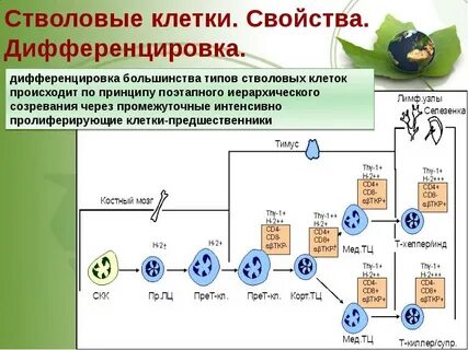 Дифференцировка слоев