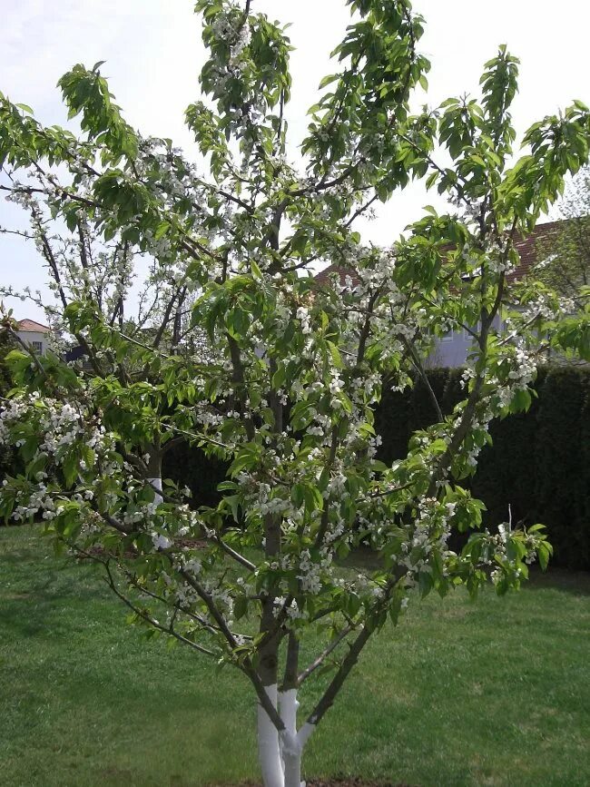 Prunus domestica дерево. Слива венгерка заречная. Это просто слива. Слива крона. Слива крона.