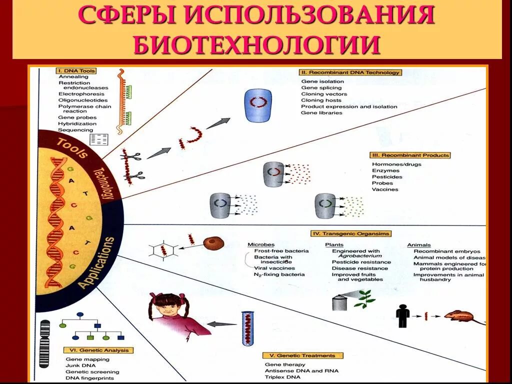 Сферы биотехнологии. Сферы использования биотехнологии. Продукты биотехнологии. Биотехнологическая продукция примеры. Использование биотехнологий.