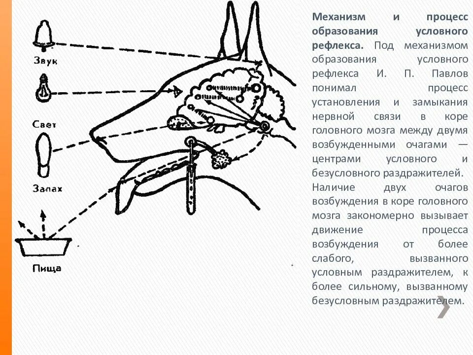 Формирование безусловного рефлекса. Рефлекторная дуга условного рефлекса слюноотделения. Слюноотделительный рефлекс механизм. Схема условного слюноотделительного рефлекса. Схема рефлекторной дуги собаки.