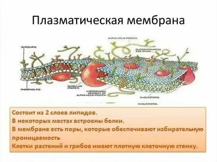 Плазматическая мембрана грибы растения животные