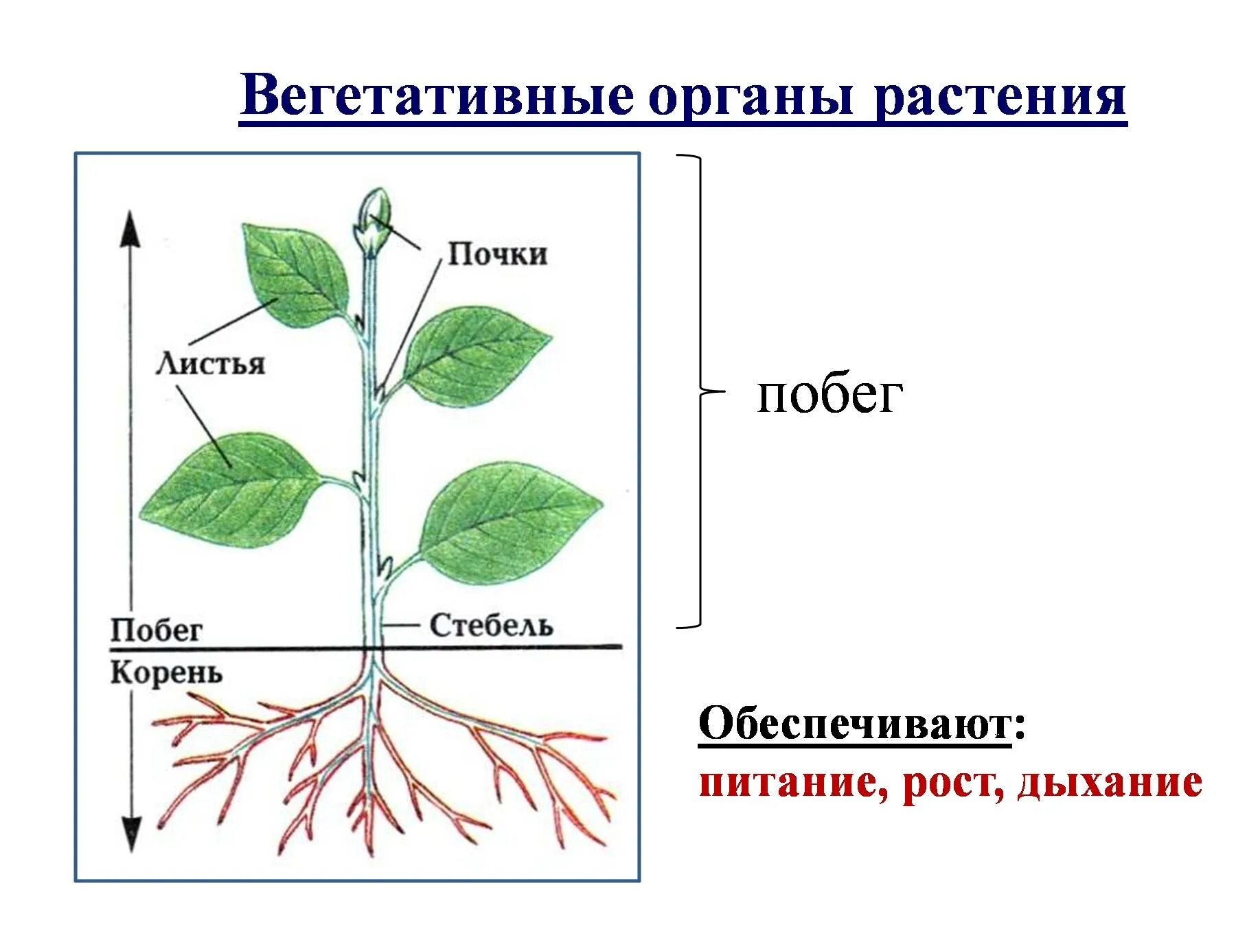 Генеративный побег растения. Вегетативные органы растений схема. Вегетативные органы корень стебель лист. Побег и корень вегетативные органы растений. Структура вегетативного растения.