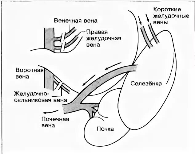 Правая желудочная вена. Правая желудочно-сальниковая Вена.