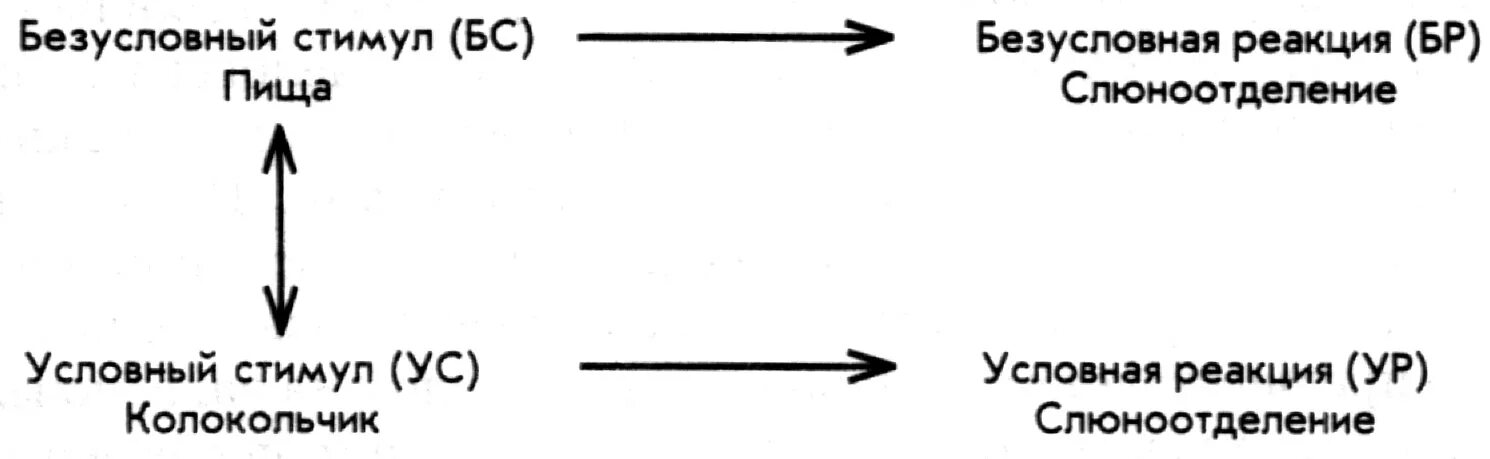 Стимул п. Теория классического обусловливания (и.п. Павлов). Парадигма классического обусловливания по Павлову. Условный стимул условная реакция. Стимул реакция.
