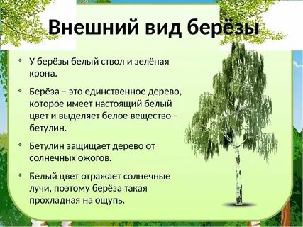 Обитание березы