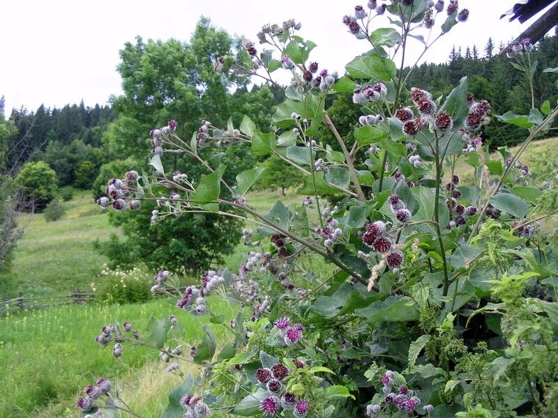 Куст лопуха. Лопух паутинистый (Arctium tomentosum). Репейник паутинистый. Репейник Луговой. Лопух паутинистый (войлочный).