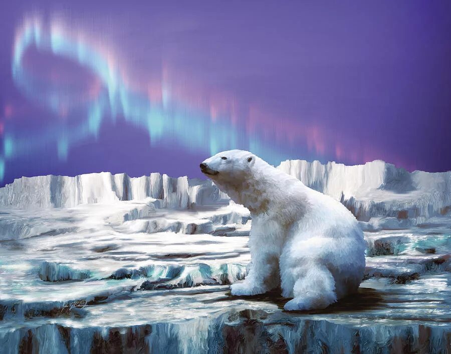 северное сияние в мурманске. мурманск северное сияние полярный. аляска северное сияние. умка книга. какие явления видел умка.