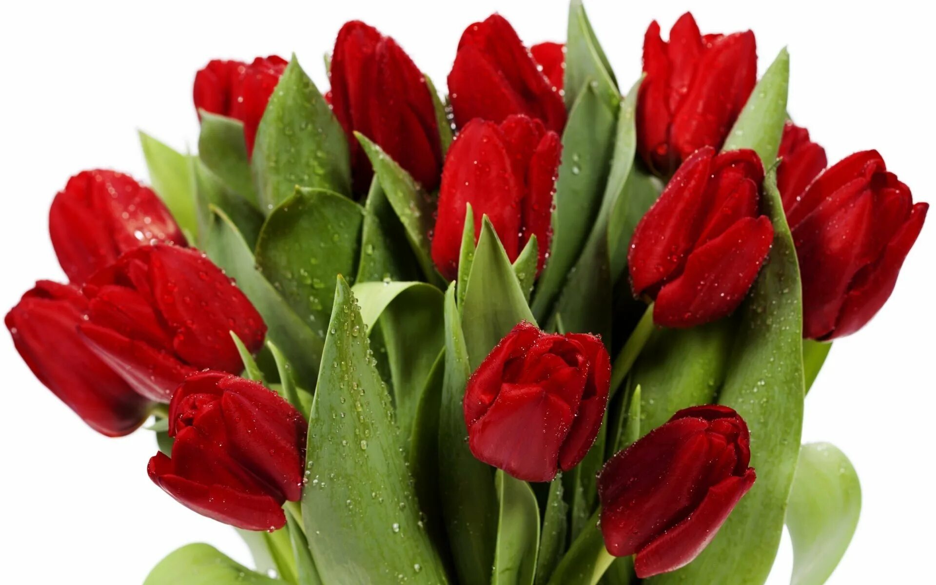 3 красных тюльпана. Тюльпан Red Bouquet. Красные тюльпаны. Шикарный букет тюльпанов.