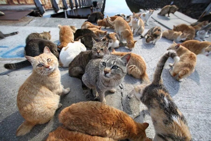 Фото где много. Никосима остров кошек. Куча котов. Много котов. Толпа котов.