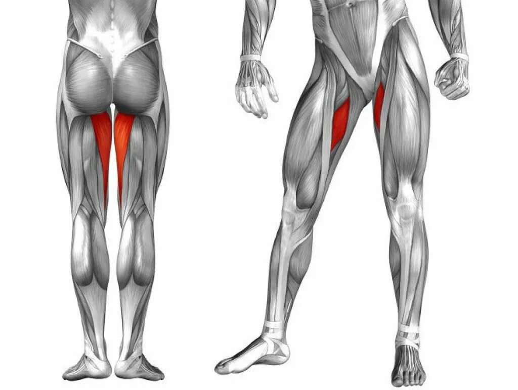 Ноги ляшки и бедра. Квадрицепс бедра анатомия человека. Абдукторы и аддукторы мышцы бедра. Мышцы аддукторы. Абдуктор мышца.