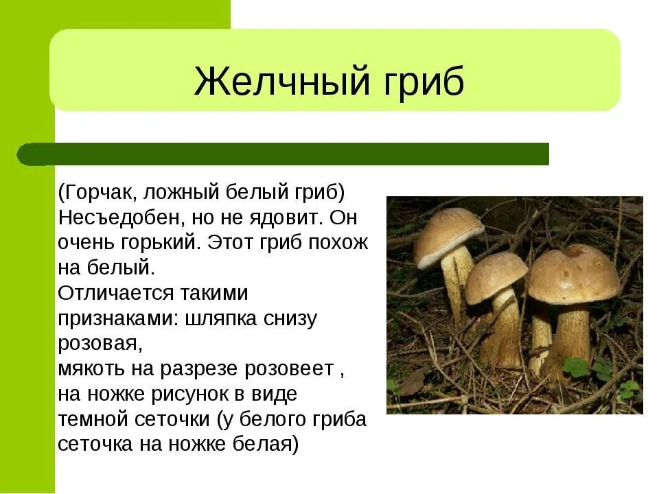 Harsh boletus (harsh boletus): where it grows, what it looks like