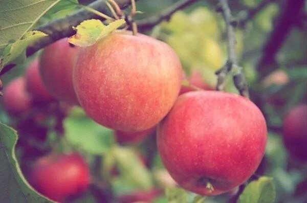 Полукультурка аленушка. Полукультурка сорт алёнушка. Сорт аленушка яблоня. Яблоня сорт аленушка. Яблоня полукультурка аленушка.