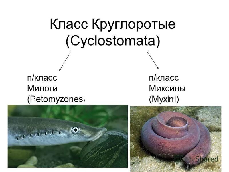 Подтип черепные класс круглоротые. Систематика круглоротых рыб. Класс круглоротые систематика. Тип хордовые класс круглоротые. Круглоротые хордовые.