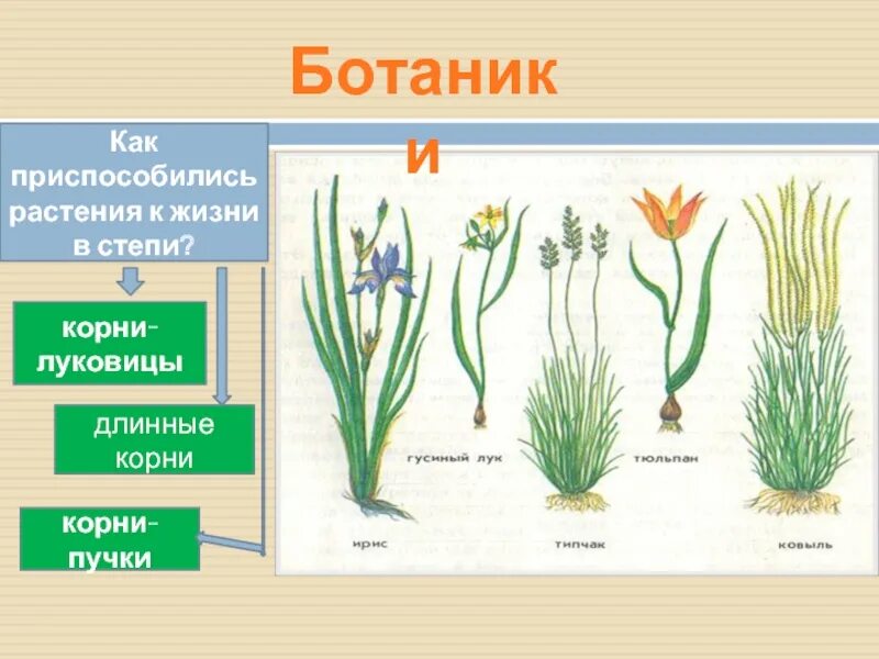 Какое растение имеет корни луковицы в степях. Луковичные растения степи. растения с луковицей в степи. как растения приспособились к жизни в степи. корни растений в степи.