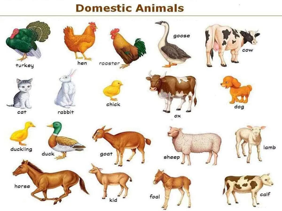 Different kind of animal. Domestic animals for Kids. Домашних животных для детей. Домашние животные на английском языке. Дошниеживотные для детей.