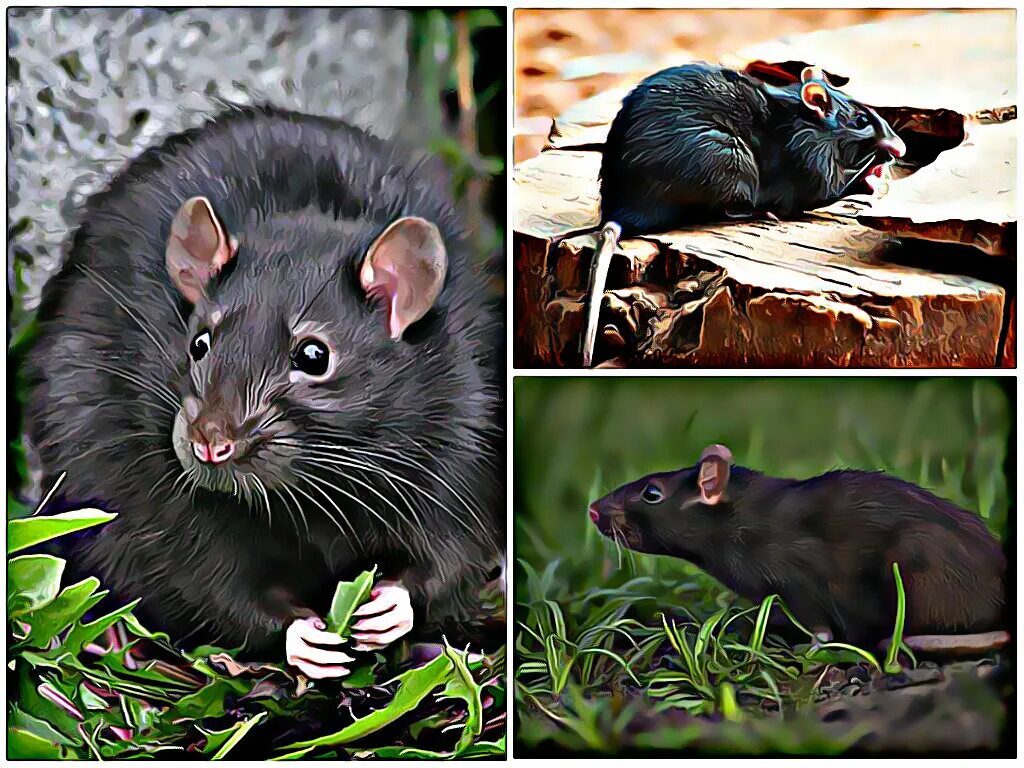 Черная крыса название. Черная крыса Rattus Rattus Linnaeus. Синантропные крысы. Черная крыса. Лесная крыса черная.