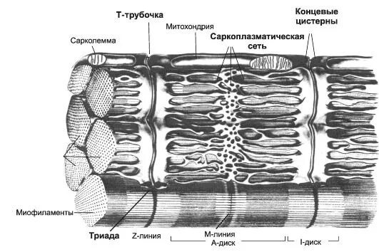 Т система мышечного волокна схема. Система трубочек. Система трубочек. Т-система мышечного волокна функции. Система трубочек.