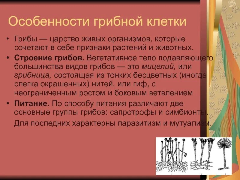 Сочетают в себе признаки и растений. Особенности грибной клетки. какой организм сочетает в себе признаки животного и растения.
