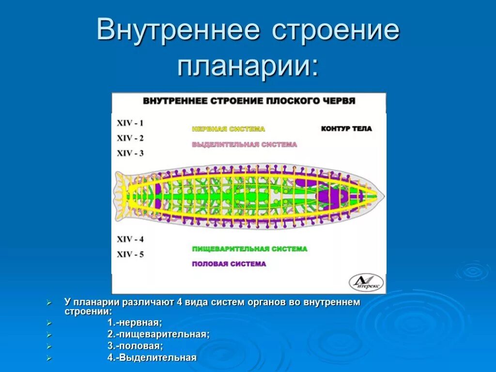 Внутреннее строение плоских. Тип плоские черви строение планарии. Белая планария строение. Строение плоских червей. Планария строение.