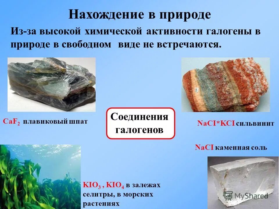 Нахождение в природе голоненов. Нахождение галогенов в природе. Селен нахождение в природе. Соединения галогенов в природе. Сообщение галогены