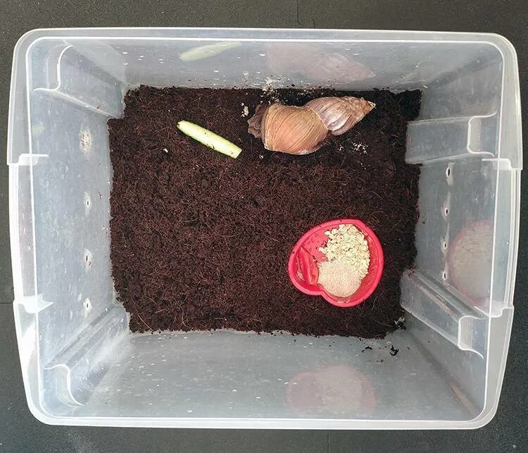 Домик для улитки. Идеальный террариум для улитки ахатины. террариум для улитки ахатины. террариум для улиток ахатин. террариум 15 литров для улитки ахатины.