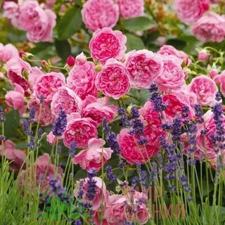 English rose's