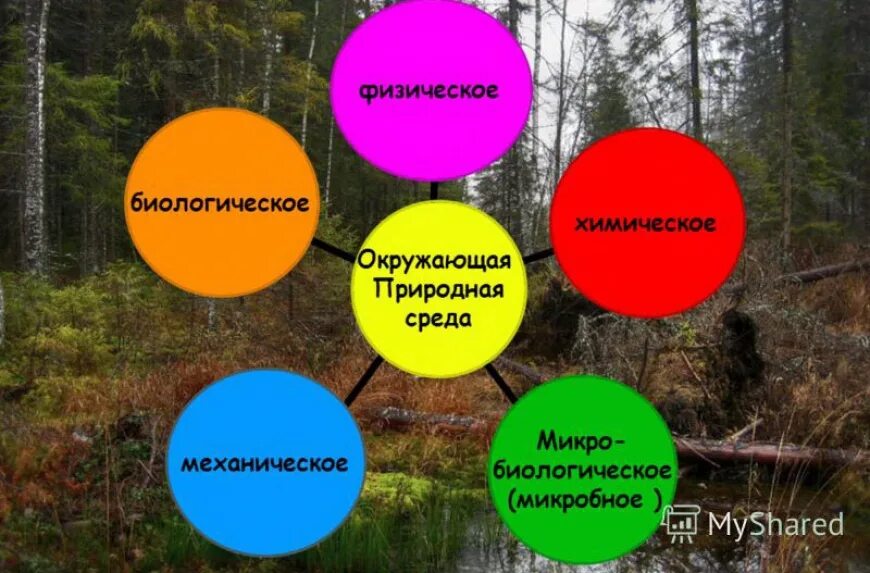 Антропогенное влияние на окружающую среду. Факторы влияния на природу. Направления воздействия на окружающую среду. Антропогенное воздействие на природу. Как называют компоненты окружающей среды влияющие