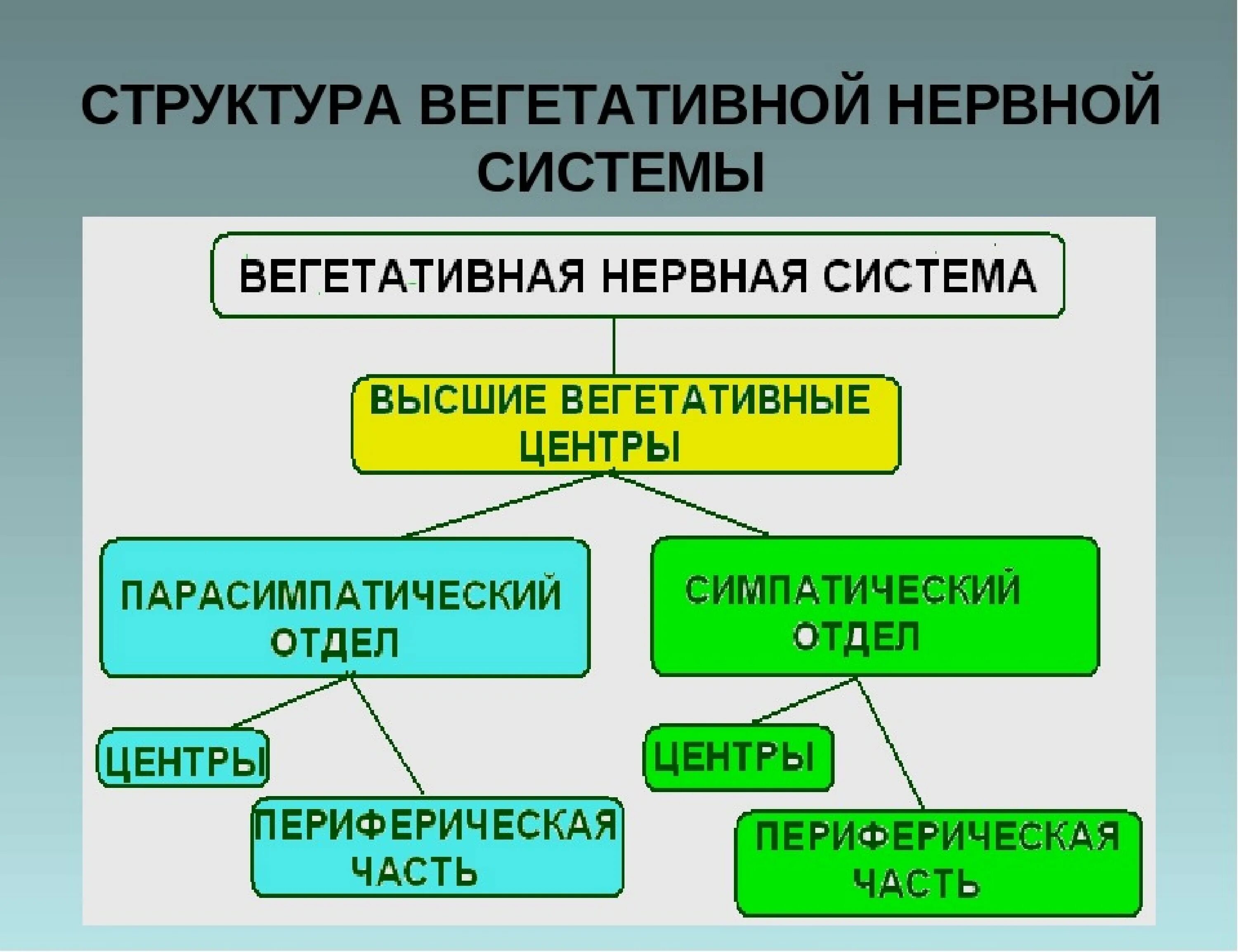 Структура вегетативной НС. Структура вегетативной нервной системы. Строение ВНС. Структура автономной нервной системы.