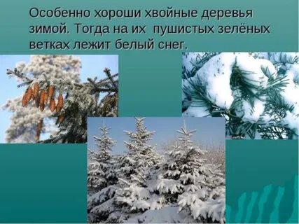 Изменения в жизни растений зимой