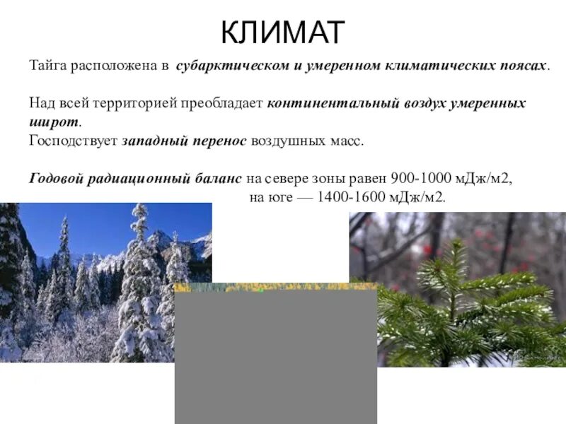 Природные условия тайги 5 класс. Климат тайги. Тип климата в тайге. Климатическая зона тайги. Климат тайги климат тайги.